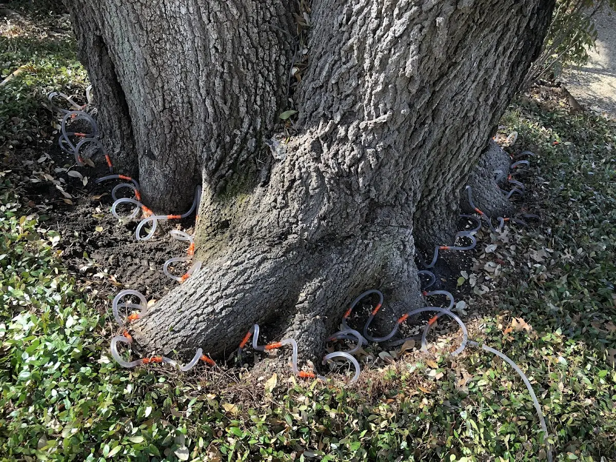 Detailed Tree Cabling and Bracing job site in Mc Kee