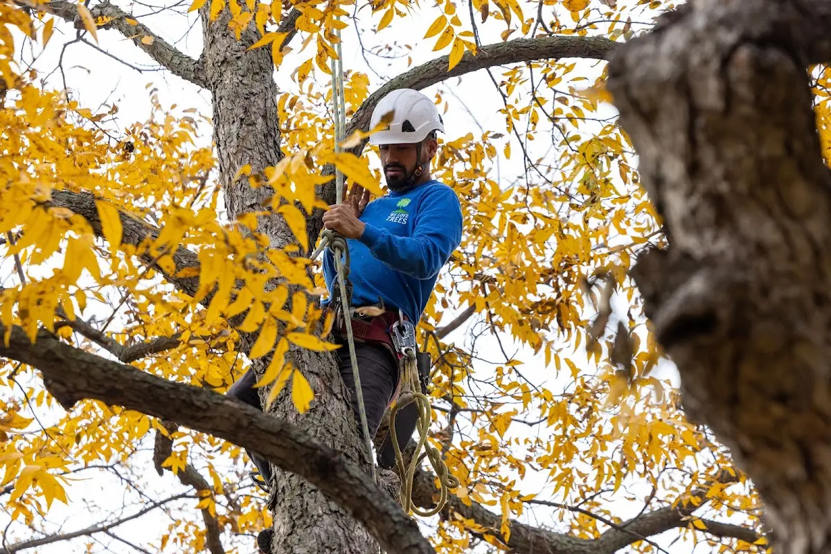 Skilled Tree Transplanting crew working in Mc Kee