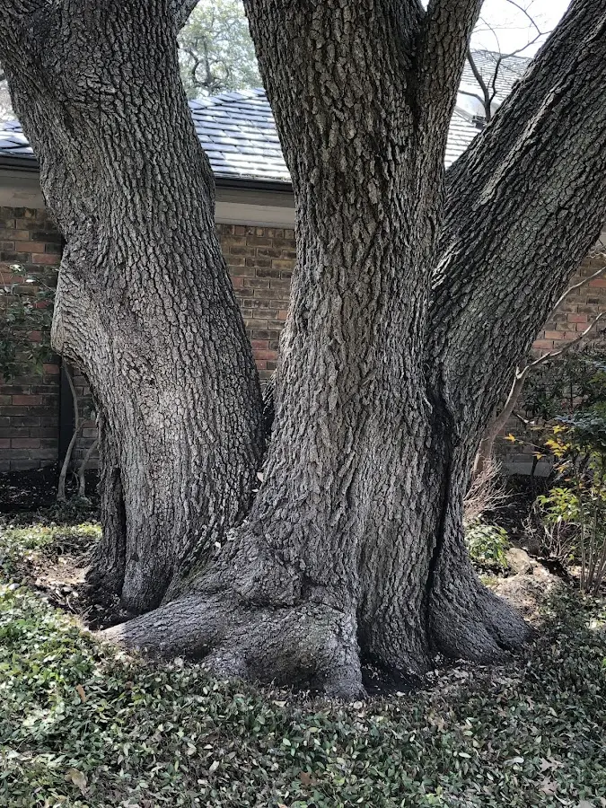 Mature heritage tree close to a Mc Kee property cared for by certified arborists